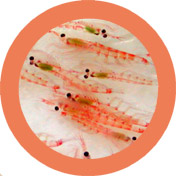 賀寶芙,南極磷蝦
